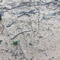 Podolepis capillaris