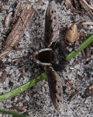 Triplasius lateralis