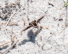 Triplasius lateralis