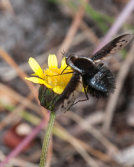 Triplasius lateralis