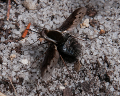 Triplasius lateralis