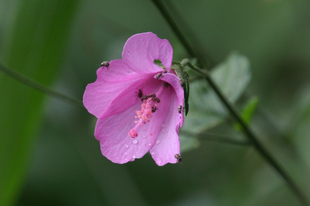 forest pink hibiscus