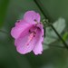 Forest Pink Hibiscus - Photo (c) Paolo Candotti, some rights reserved (CC BY-NC), uploaded by Paolo Candotti