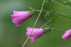 Hibiscus pedunculatus