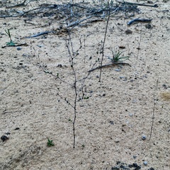 Podolepis capillaris