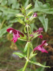 Stachys thunbergii