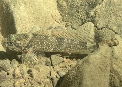 Cottus caeruleomentum