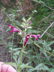 Stachys thunbergii