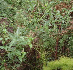 Stachys thunbergii
