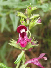 Stachys thunbergii