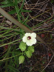 Melasma scabrum scabrum