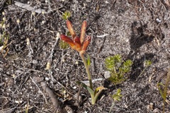 Anigozanthos humilis