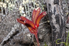 Anigozanthos humilis