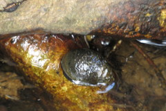 Neripteron violaceum