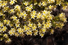 Calytrix asperula