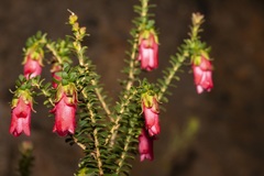Darwinia squarrosa