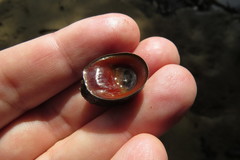 Neripteron violaceum