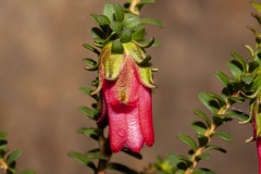 Darwinia squarrosa