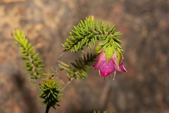 Darwinia oxylepis
