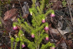 Darwinia oxylepis
