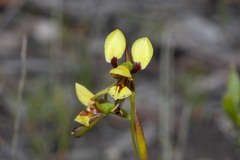 Diuris decrementa