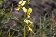 Diuris laxiflora