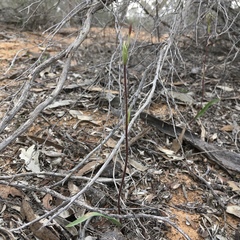 Caladenia verrucosa