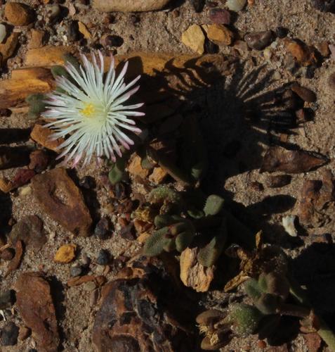Mesembryanthemum paulum