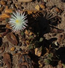 Mesembryanthemum paulum