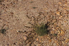 Mesembryanthemum paulum