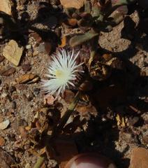 Mesembryanthemum paulum