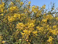Erythrostemon placidus