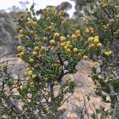 Acacia acanthoclada
