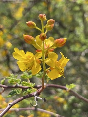 Erythrostemon placidus