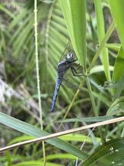Orthetrum luzonicum