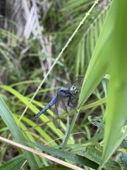 Orthetrum luzonicum