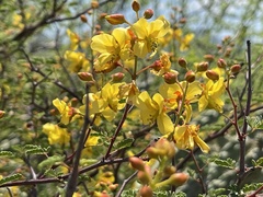 Erythrostemon placidus