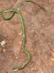 Leptophis