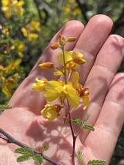 Erythrostemon placidus