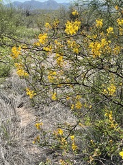Erythrostemon placidus