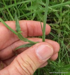 Wahlenbergia grandiflora