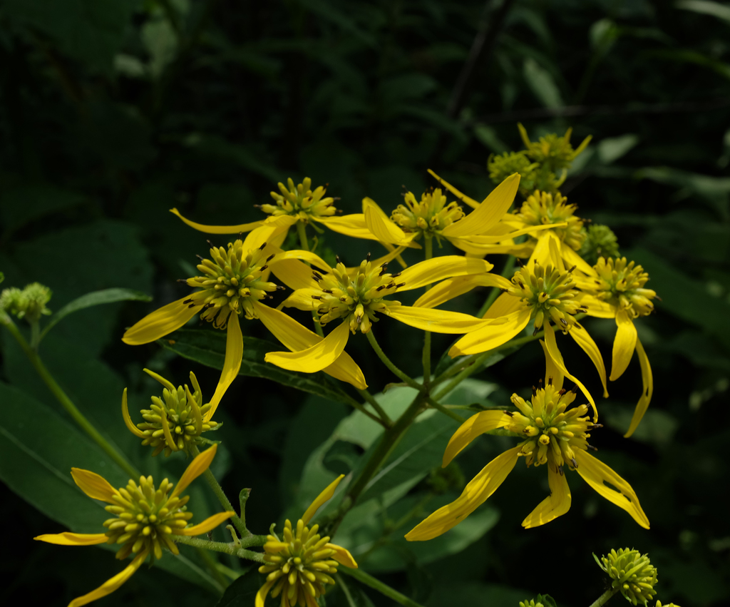Wingstem