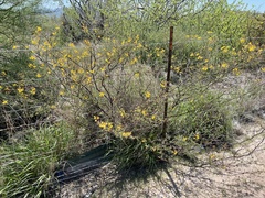 Erythrostemon placidus