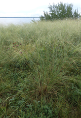 Stipa capillata