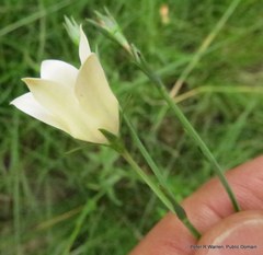 Wahlenbergia grandiflora