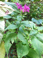 Monarda × medioides