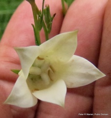 Wahlenbergia grandiflora