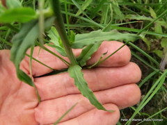 Wahlenbergia grandiflora