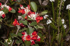 Gastrolobium leakeanum