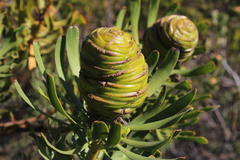 Leucadendron platyspermum